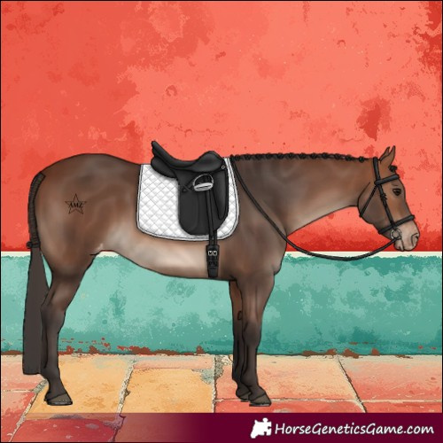 Horse Color:Bay Varnish