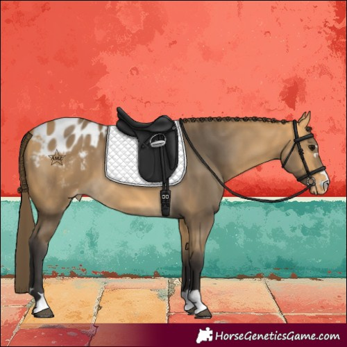 Horse Color:Buckskin Blanket 