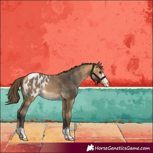 Horse Color:Buckskin Appaloosa 