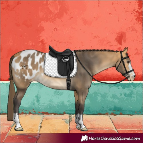 Horse Color:Buckskin Blanket 