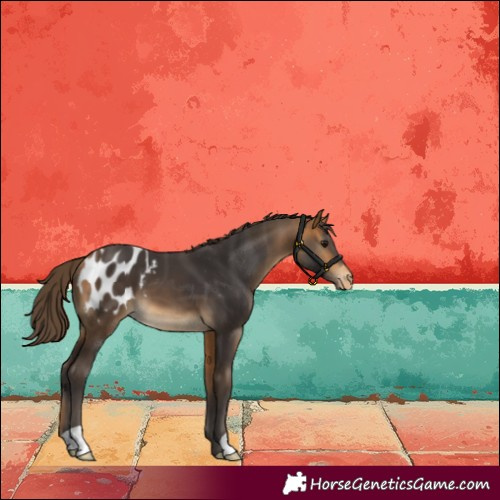 Horse Color:Buckskin Appaloosa