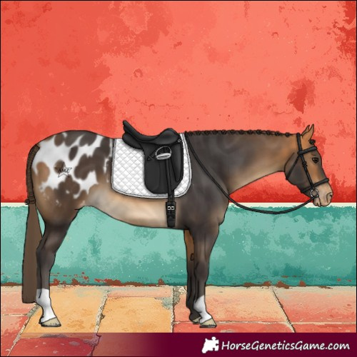 Horse Color:Buckskin Blanket