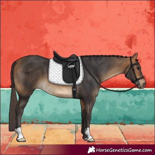 Horse Color:Buckskin