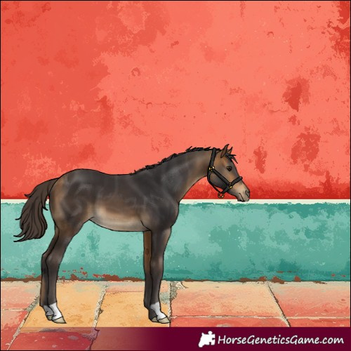 Horse Color:Buckskin 