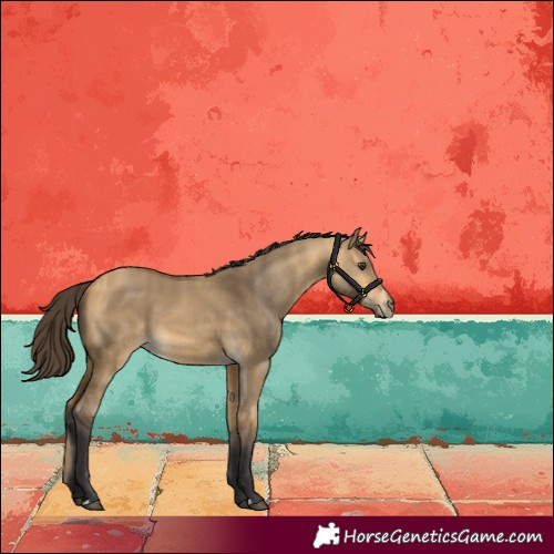 Horse Color:Buckskin Dun 