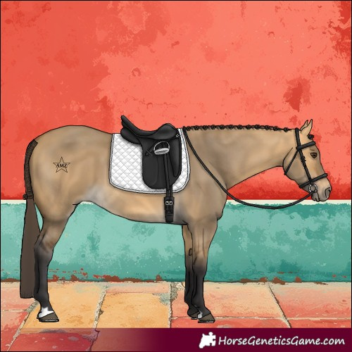 Horse Color:Buckskin Dun 