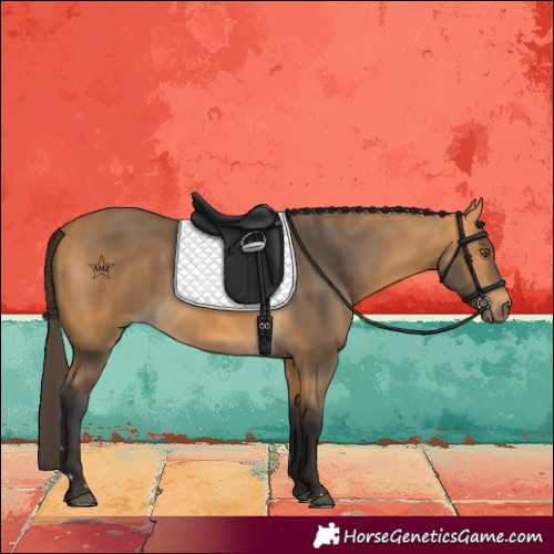 Horse Color:Buckskin