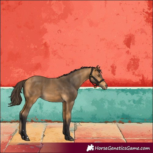 Horse Color:Buckskin 