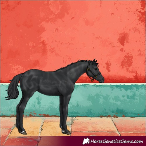 Horse Color:Black 