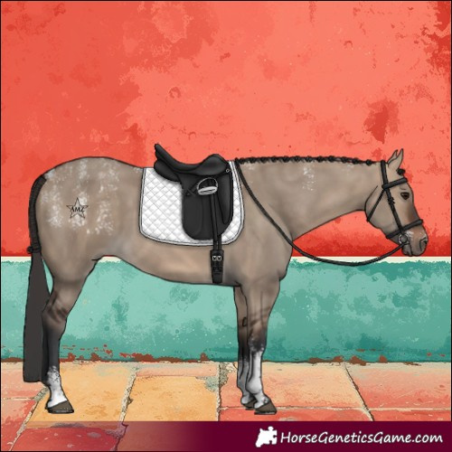 Horse Color:Powder White Bay Dun 