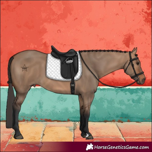 Horse Color:Bay Dun 