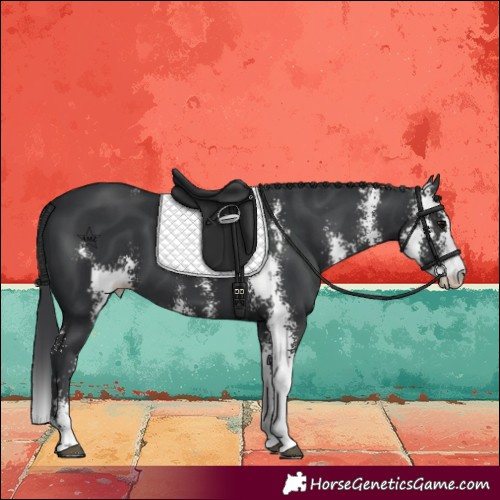 Horse Color:Black Sabino 