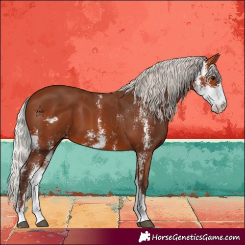 Horse Color:Silver Bay Sabino 
