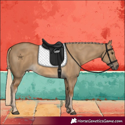 Horse Color:Chocolate Palomino Dun