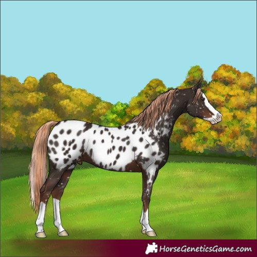Horse Color:Liver Chestnut Splash Near Leopard