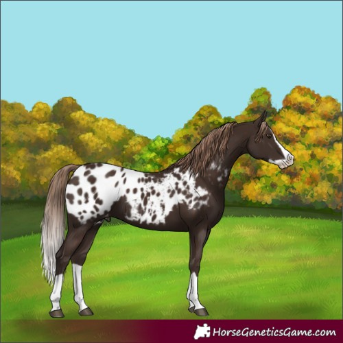 Horse Color:Liver Chestnut Splash Blanket
