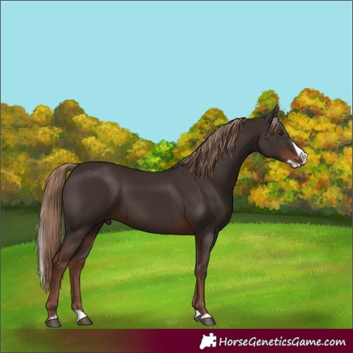 Horse Color:Liver Chestnut Splash