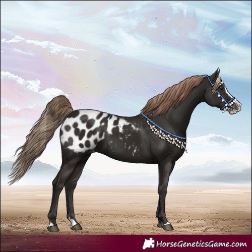 Horse Color:Liver Chestnut Splash Blanket