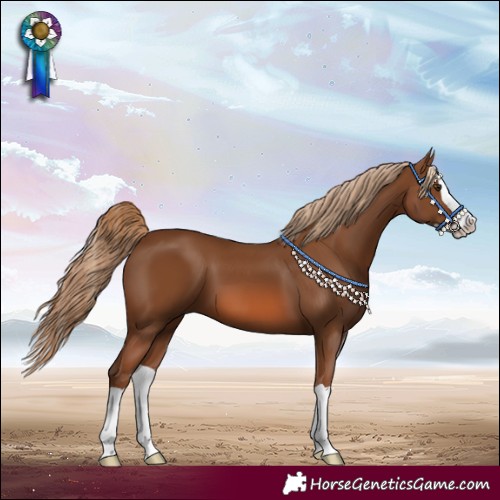 Horse Color:Chestnut Splash