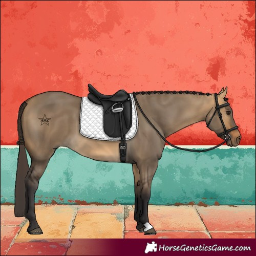 Horse Color:Buckskin Dun 