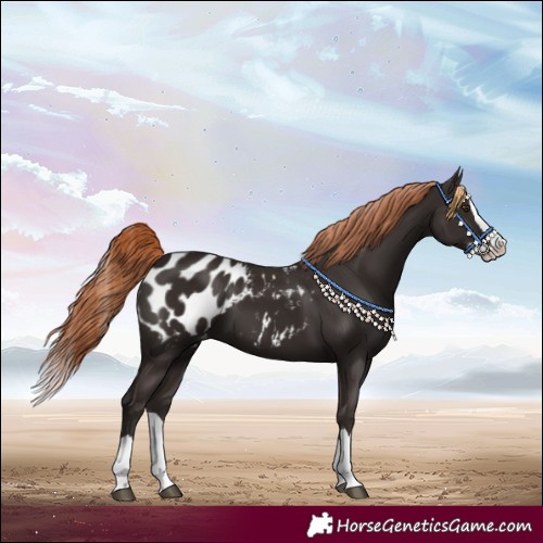 Horse Color:Liver Chestnut Splash Blanket 