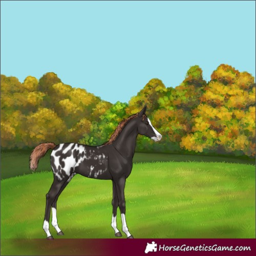 Horse Color:Liver Chestnut Splash Appaloosa 