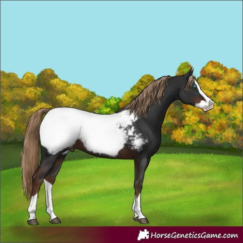 Horse Color:Liver Chestnut Splash Snowcap 