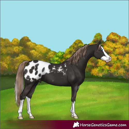 Horse Color:Liver Chestnut Splash Blanket