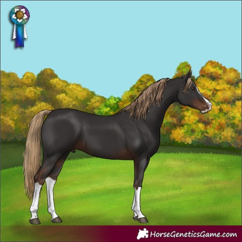 Horse Color:Liver Chestnut Splash