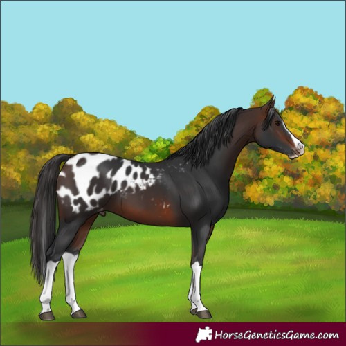 Horse Color:Brown Splash Blanket