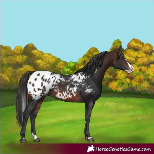 Horse Color:Brown Splash Near Leopard
