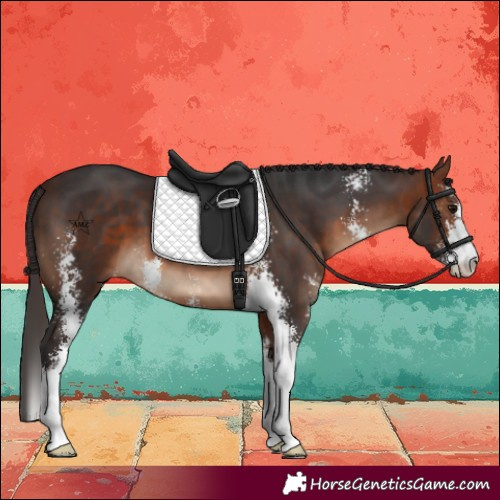 Horse Color:Bay Sabino 