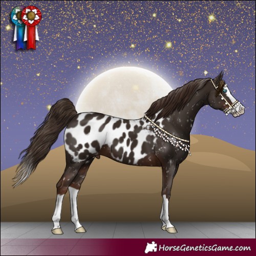 Horse Color:Liver Chestnut Splash Near Leopard 