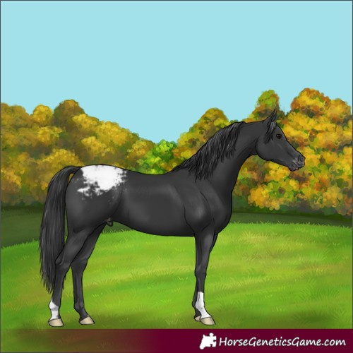 Horse Color:Black Snowcap