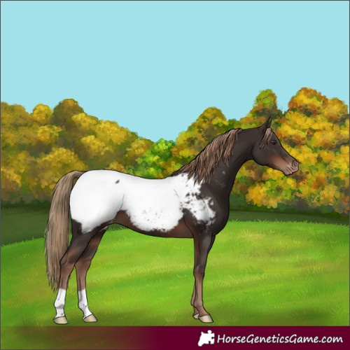 Horse Color:Liver Chestnut Snowcap