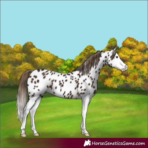 Horse Color:Liver Chestnut Splash Near Leopard