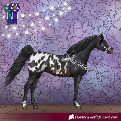 Horse Color:Brown Blanket