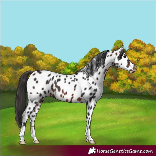 Horse Color:Bay Near Leopard 