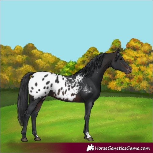 Horse Color:Brown Blanket 