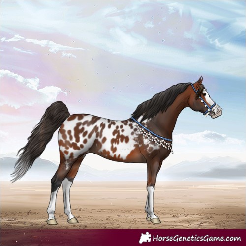 Horse Color:Bay Splash Near Leopard 
