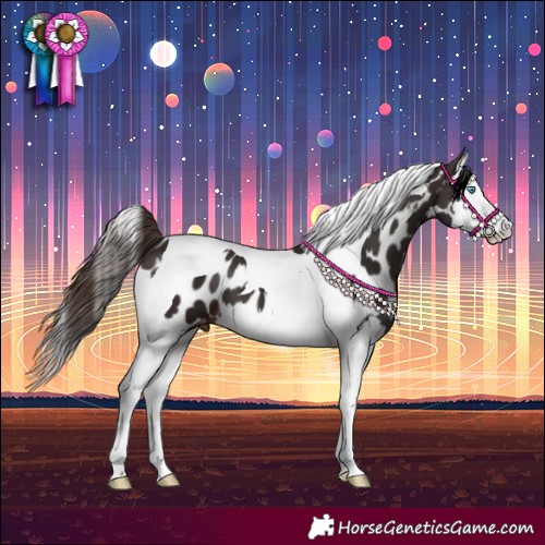 Horse Color:Liver Chestnut Splash Tobiano Near Leopard