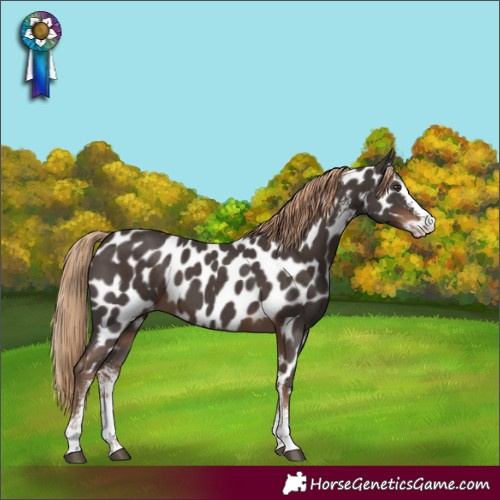 Horse Color:Liver Chestnut Sabino Near Leopard