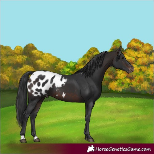 Horse Color:Brown Blanket