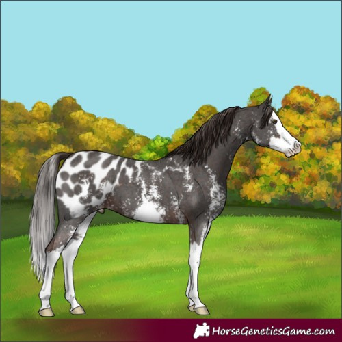 Horse Color:Liver Chestnut Sabino Splash Blanket 