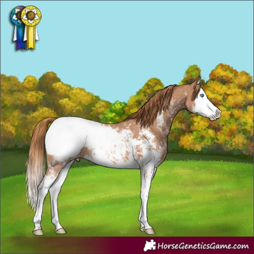 Horse Color:Chestnut Sabino Splash Snowcap