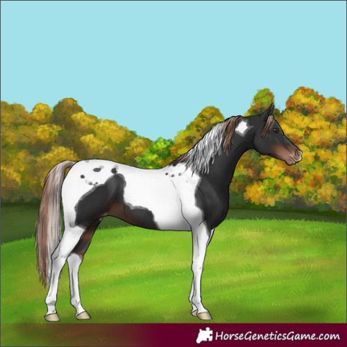Horse Color:Liver Chestnut Tobiano Varnish 