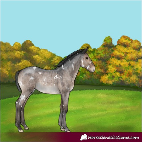 Horse Color:White Spotted Brown Roan Dun Brindle