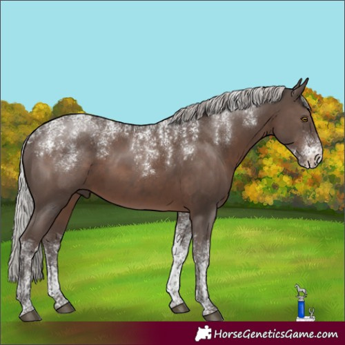 Horse Color:Powder White Silver Black Rabicano 