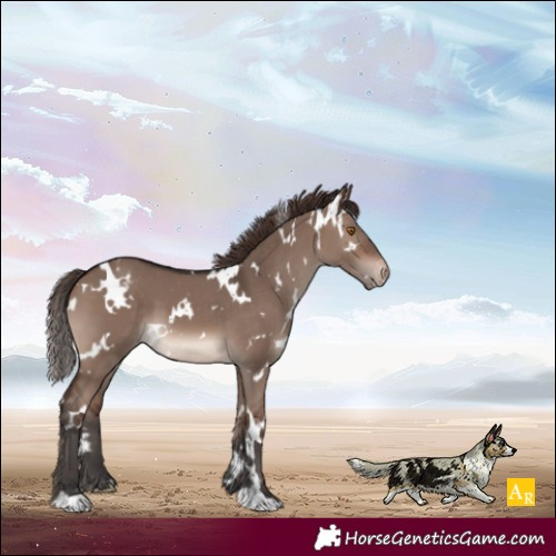 Horse Color:White Spotted Brown Dun Mushroom Appaloosa 