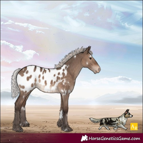 Horse Color:White Spotted Silver Brown Dun Mushroom Appaloosa